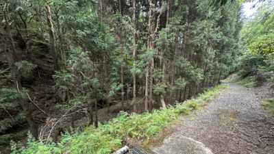 山林No.京-001 京都府南丹市日吉町田原大野段